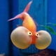 Illustration for article titled Which Makes Goldfish Learn Faster: Vodka or Bourbon?